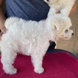 Bichon Frises from Drumhills Kennel