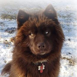 Takowa  - Siberian Husky