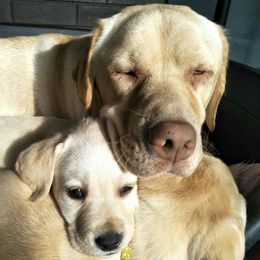 Labrador Retrievers from Labradorables