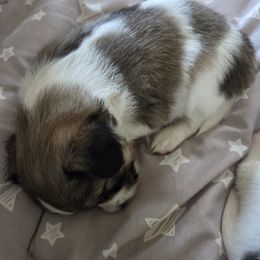 Blondie - Brown and white female Papillon puppy in Cedarville, Ohio from Happy Paps