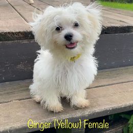 Ginger - Cream female Shichon puppy in De Pere, Wisconsin from Kinzor Kennels