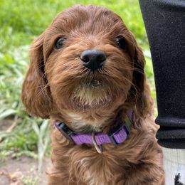 Cockapoo and Rottweiler Puppies from RJ Rotts - Beachy Family Cockapoos