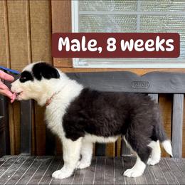 Brown collar - Black and white male Yakutian Laika puppy in Bethel, Ohio from Caldersong Kennels
