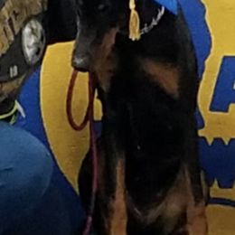 Doberman Pinschers from Beverwijck Dobermans