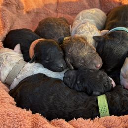 Goldendoodles from Alvdoodles