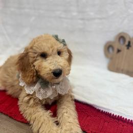Rumi - Apricot female Goldendoodle puppy in Oak Hills, California from High Desert Doodles