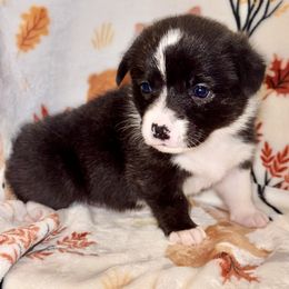 American Corgi Puppies from 5H Corgis