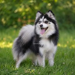 Seraphina - Pomsky