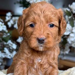 Zara - Apricot female Goldendoodle puppy in Yuciapa, California from AlltheDoodlez_