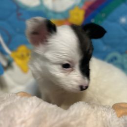 Cavalier King Charles Spaniel and Papillon Puppies from Rohus Puppies