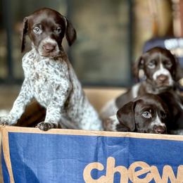 Airedale Terriers and German Shorthaired Pointers from Aim High Airedales & German Shorthaired Pointers