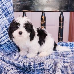 Bandit - Black and white male Cavapoo puppy in Tucson, Arizona from Ever After Doodles Arizona