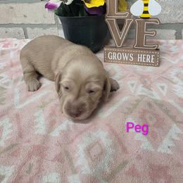 Peg - Cream female Dachshund puppy in Grant, Michigan from Low Down Dashchuand