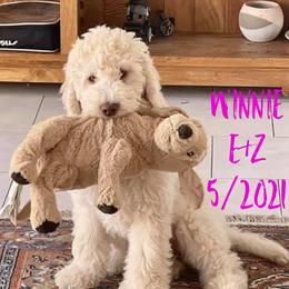 Goldendoodles from Groodles at Greta
