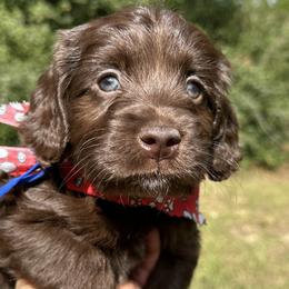 Australian Labradoodles, Bernedoodles, Goldendoodles, Poodles, and Sheepadoodles from Sutton Place Doodles