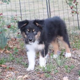 Storm - Black tri-color male Australian Shepherd puppy in Colorado from Firestone Australian Shepherds