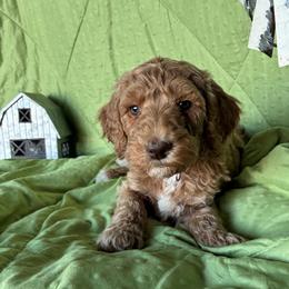 7. ASPEN - BLACK COLLAR BOY - Cream male Goldendoodle puppy in Charlo, Montana from Heavenly Hilltop Farm