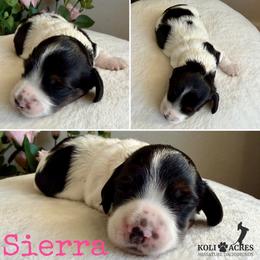 Sierra - AKC - Silky - Black and tan female Dachshund puppy in Kemp, Texas from Koli Acres