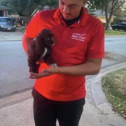 Cocker Spaniel Puppies from Hunt Crest Cockers
