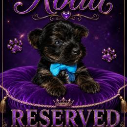 Koda - Black and tan male Yorkshire Terrier puppy in Atlanta, Georgia from Royal Beauties Yorkies of Atlanta