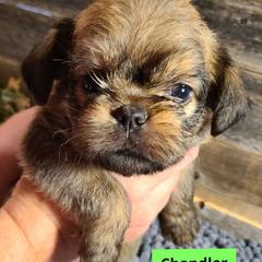 Brussels Griffon Puppies from Rhonda Miller's Bussels Griffon