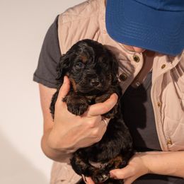 Bernedoodle Puppies from Bernedoodles & Doodles of the Ozarks