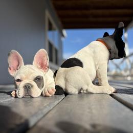 French Bulldog Puppies from Spinner puppies