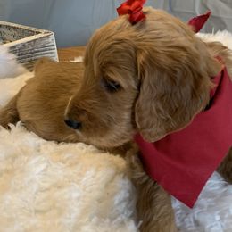 Red Girl - Goldendoodle puppy in Marionville, Missouri from Wright Ranch Doodles