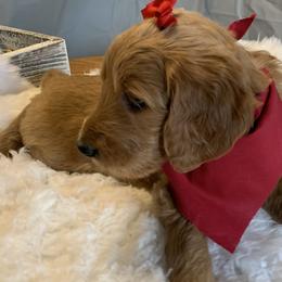 Red Girl - Goldendoodle puppy in Marionville, Missouri from Wright Ranch Doodles