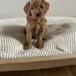 Bernedoodle, Goldendoodle, and Poodle Puppies from Central Valley Canine Companions