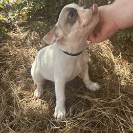 French Bulldog Puppies from Southern Mississippi Frenchies
