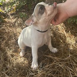 French Bulldog Puppies from Southern Mississippi Frenchies