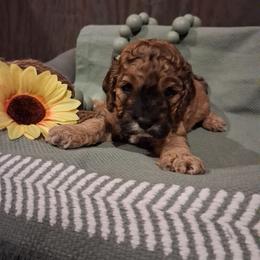 Hancock - Sable and white male Cockapoo puppy in Mena, Arkansas from Ouachita River Cockapoos