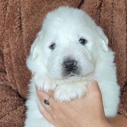 Eric - White male Great Pyrenees puppy in Antwerp, New York from Empyre Great Pyrenees