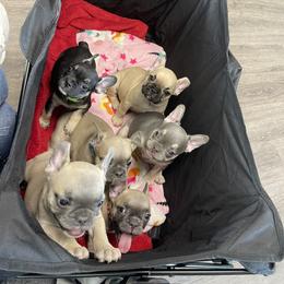 French Bulldog Puppies from Orderofthebulldogs, LLC