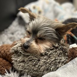 Yorkshire Terriers from Baile Donn Farms