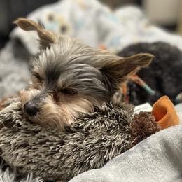 Yorkshire Terriers from Baile Donn Farms