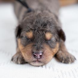 Rowan - Blue merle male Bernedoodle puppy in Erda, Utah from Country Lane Doodles