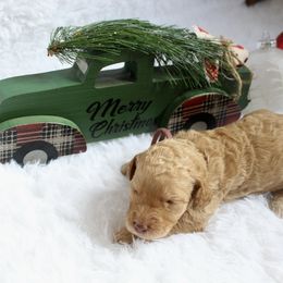 Americana - Apricot female Goldendoodle puppy in Arlington, Texas from Chambers Doodle Patch