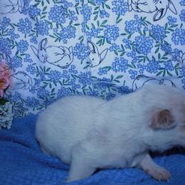 Hershel - Blue male Australian Cattle Dog puppy in Casa Grande, Arizona from Sonoran Dogz