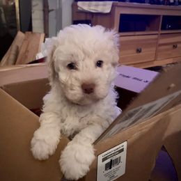 Creekside Mochi - Lagotto Romagnolo puppy in Huntingdon Valley, Pennsylvania from CreekSide Lagotto