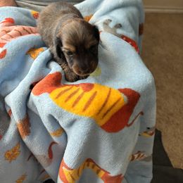 Dachshund Puppies from Ginny’s Family Dachshunds