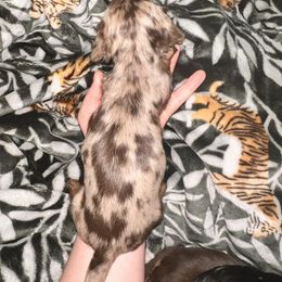 Dachshund Puppies from Garland Weens