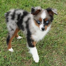 Girl 1 - Blue merle female Miniature Australian Shepherd puppy in Lawton, Oklahoma from Lindsey’s Aussies