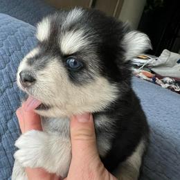 Denali - Black and white female Pomsky puppy in Rathdrum, Idaho from Smart Pomskies and Frenchies