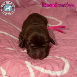 Raspberry - Chocolate female Labrador Retriever puppy in Elloree, South Carolina from Moonlight Kennels LLC