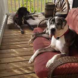 Great Danes from Pigeon Mtn. House of Danes