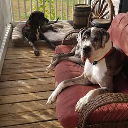 Great Danes from Pigeon Mtn. House of Danes