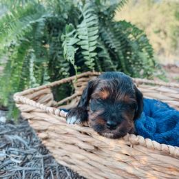 Goofy - Black tri-color male Aussiedoodle puppy in Tryon, North Carolina from Melrose Mountain Farm