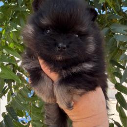 Faye - Black and tan female Pomeranian puppy in Newport Beach, California from Exotic City Pomeranians and chihuahuas